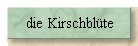 die Kirschblte